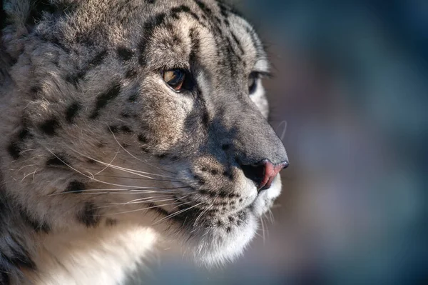 Primer Retrato Leopardo Nieve — Foto de Stock