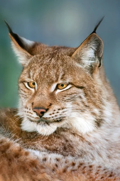Сибірський Lynx Голову Вистрілив Портрет Відкритий — стокове фото