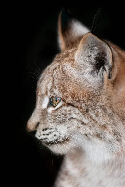 Πορτρέτο Του Όμορφη Lynx Απομονώνονται Μαύρο Φόντο — Φωτογραφία Αρχείου