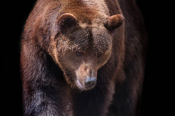 Oso Marrón Retrato Movimiento Aislado Sobre Fondo Negro — Foto de Stock