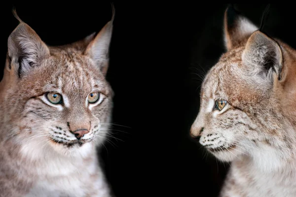 Prachtige Twee Lynx Portret Geïsoleerd Zwarte Achtergrond — Stockfoto
