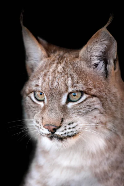 Hermoso Retrato Lince Aislado Sobre Fondo Negro — Foto de Stock