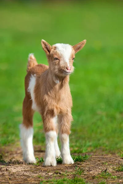 Beautiful Cute Goat Kid Green Spring Grass — Stock Photo, Image