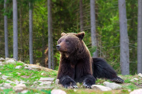 Urso Marrom Paisagem Florestal — Fotografia de Stock