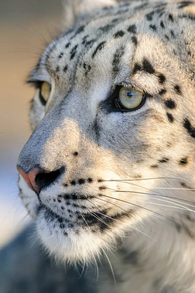 Närbild Snö Leopard Porträtt — Stockfoto