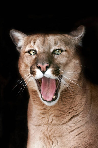 Puma close up portrait with beautiful eyes isolated on black background