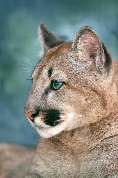 Güzel Puma Portre Üzerinde Mavi Arka Planı Kapat — Stok fotoğraf