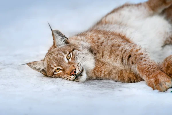 Beau Lynx Repos Dans Neige Gros Plan — Photo