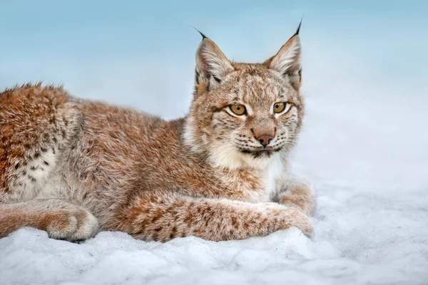 Bella Lince Riposo Nella Neve Vicino — Foto Stock