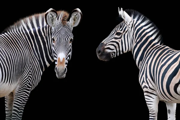 Retrato Zebra Isolado Sobre Fundo Preto — Fotografia de Stock