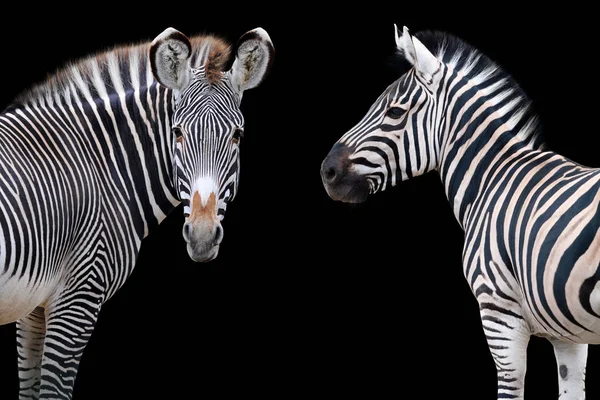 Ritratto Zebra Isolato Sfondo Nero — Foto Stock