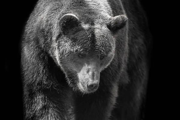 Retrato Urso Marrom Movimento Isolado Sobre Fundo Preto — Fotografia de Stock