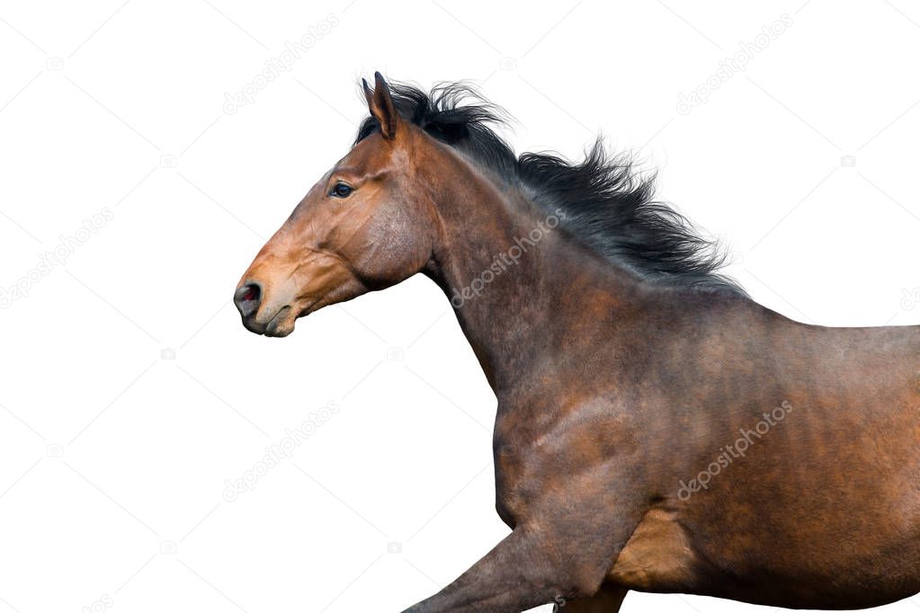 Bay horse portrait isolated on white background