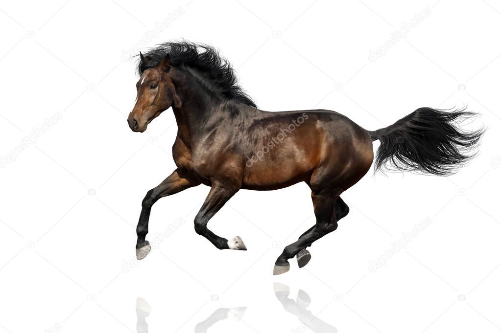 Bay horse run isolated on white