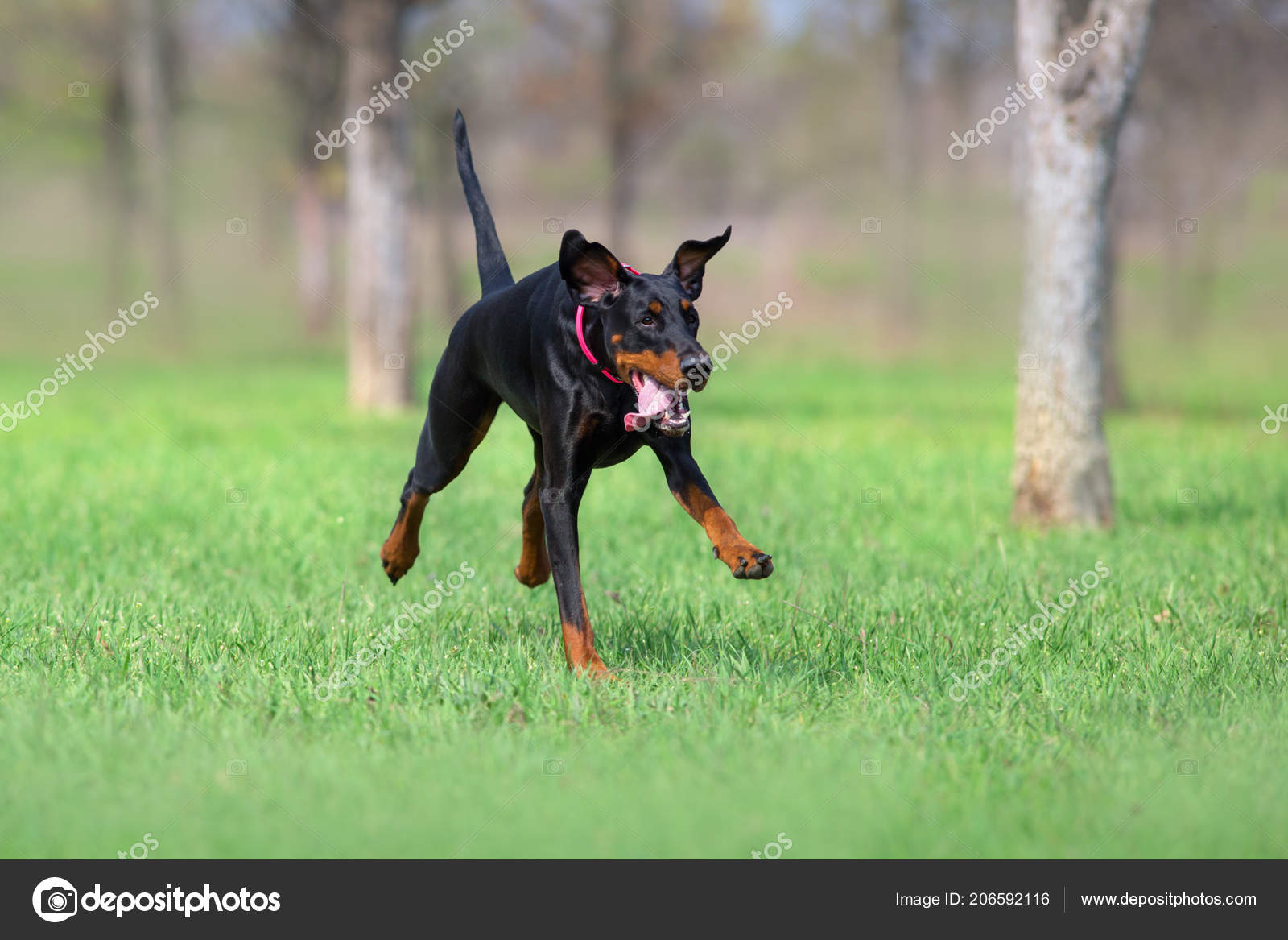 how fast can a doberman run