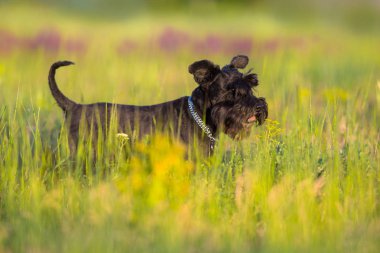 Yaz otlağında Zwerg schnauzer
