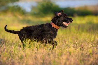 Schnauzer köpek atlamak ve ada çayı çiçekler alanındaki çalıştırın