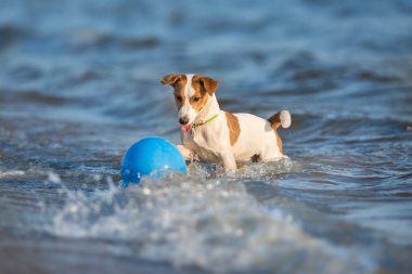 Jack russell terier oynamak mavi su