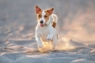 Jack Russell deniz kıyısında koşan teriyer köpeği.