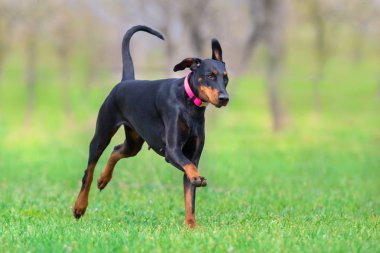 Siyah doberman çalıştırmak bahar alanında hızlı park
