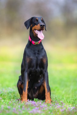 Park alanında bahar oturan siyah doberman