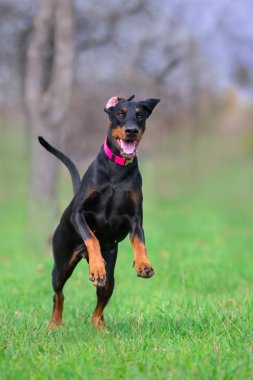 Siyah doberman çalıştırmak bahar alanında hızlı park