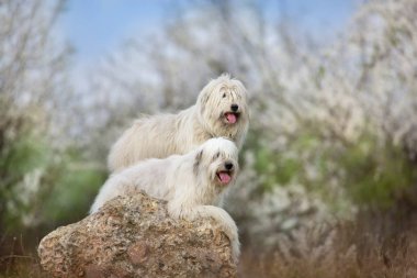 Bahar çiçeği içinde iki Güney Rus çoban köpeği