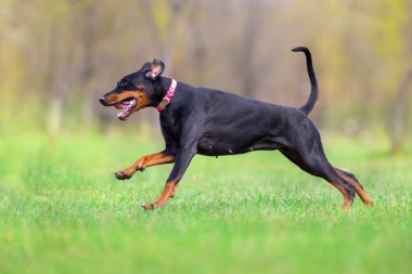 Siyah doberman çalıştırmak bahar alanında hızlı park