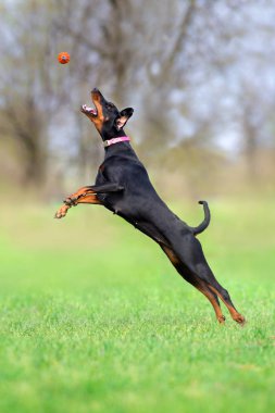 Siyah doberman çalıştırmak bahar alanında hızlı park