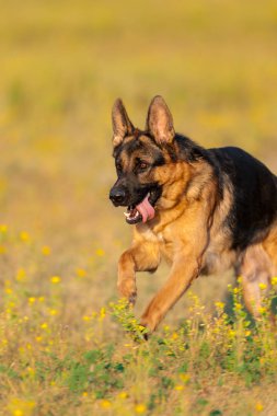 Çoban köpeği hareket Park