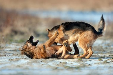 İki Alman çoban köpek kış günü açık oyun