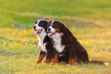 Bernese dağ köpeği bir kaç oyun ve atlama
