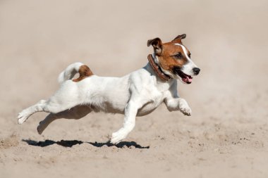 Jack Russell deniz kıyısında koşan teriyer köpeği.
