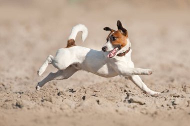 Jack Russell deniz kıyısında koşan teriyer köpeği.
