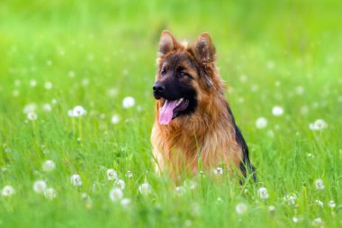 Alman shephard köpek yeşil çayır içinde portre kadar kapatın
