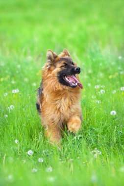 Alman shephard köpek yeşil çayır içinde portre kadar kapatın