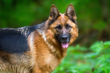 Alman shephard köpek portre kadar yakın ormandaki