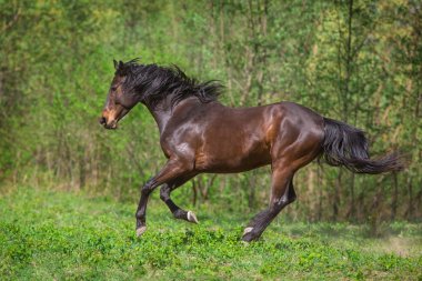 Defne aygır dörtnala yeşil çayır çalıştırmak