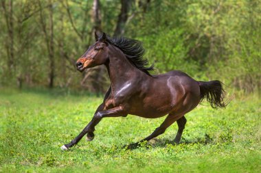 Defne aygır dörtnala yeşil çayır çalıştırmak