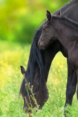 Siyah kısrağı ve Tay bahar yeşil çayır üzerinde