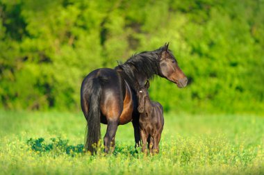 Siyah kısrağı ve Tay bahar yeşil çayır üzerinde