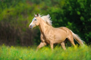 Uzun sarı yele bahar çayır üzerinde çalıştırmak ile güzel palomino at