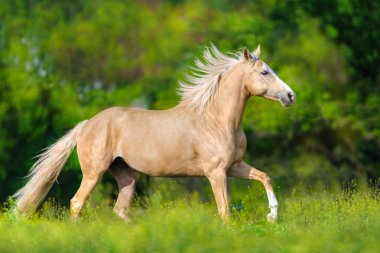 Uzun sarı yele bahar çayır üzerinde çalıştırmak ile güzel palomino at