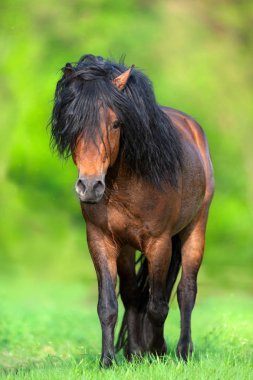 Uzun yele ile at yakın çekim portre çekimde