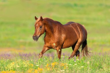 Uzun yele ile kırmızı at koşmak dörtnala çiçeklenir