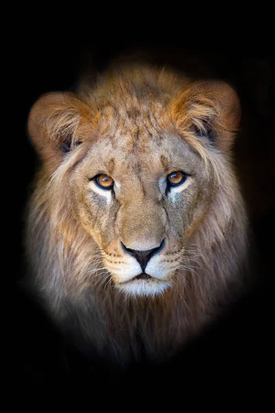 Schönes Löwenporträt Isoliert Auf Schwarzem Hintergrund — Stockfoto