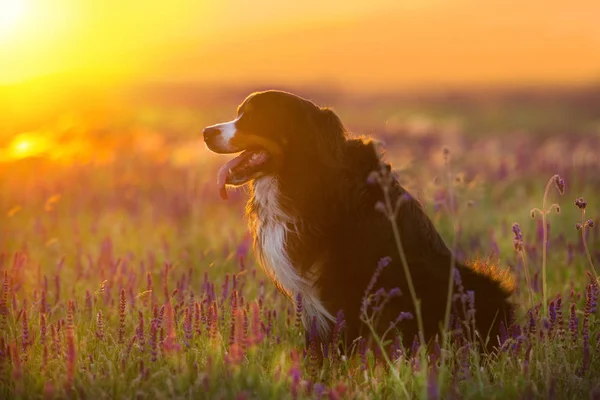 滑稽的 Bernese 狗站立在花草甸 — 图库照片