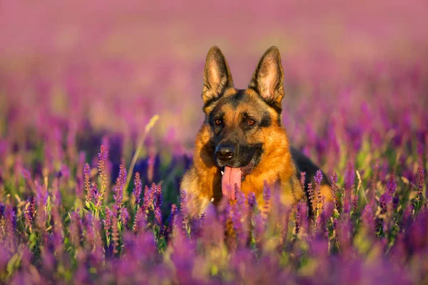 Γερμανικά Shephard Κοντινό Σκύλο Πορτρέτο Στο Λιβάδι Λουλούδια — Φωτογραφία Αρχείου