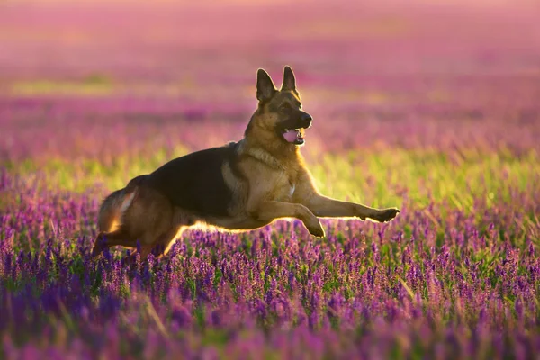 Alemán Shephard Perro Corriendo Flores Prado —  Fotos de Stock