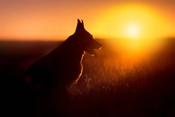 Silueta Retrato Perro Shephard Alemán Atardecer —  Fotos de Stock